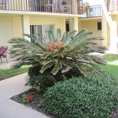 Cycas revoluta large plant with megasporophylls - Saint Augustine, Florida