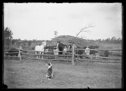 Thatched roof building and livestock