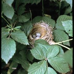 Indigo bunting nest with cowbird eggs