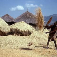 Man Separating Chaff from Grain During Winnowing
