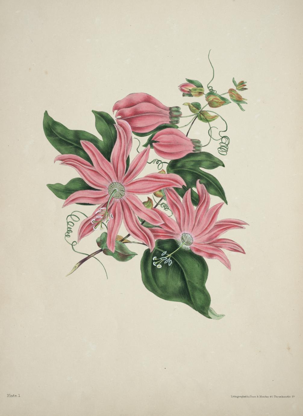 The Beauties Of Flora With Botanic And Poetic Illustrations Being A Selection Of Flowers