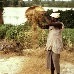 Cleaning Rice on Drying Floor by the Gambia River