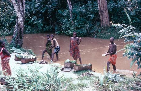 Women Soaking Cassava (White Manioc) near the Kwilu River