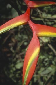 Heliconia inflorescence