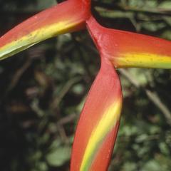 Heliconia inflorescence