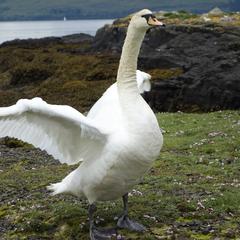 Isle of Mull, swan on shore with wings spread