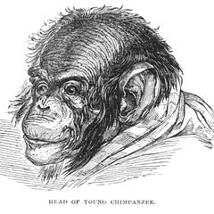 Head of a Young Chimpanzee
