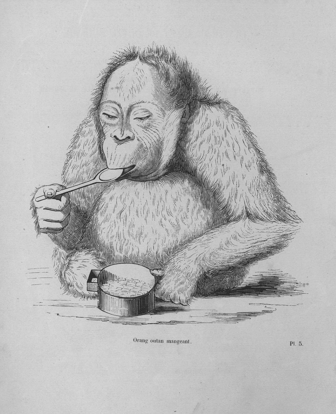 Orang Outan Mangeant Eating Uwdc Uw Madison Libraries Orang Outan Mangeant Eating Uwdc Uw Madison Libraries