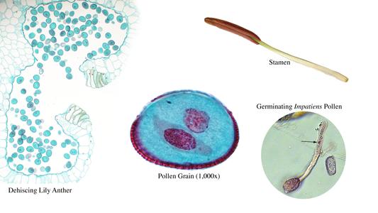 Lilium -  composite of the the microgametophyte : cross section of dehiscing anther, two-celled pollen grain, stamen, germinating pollen grain