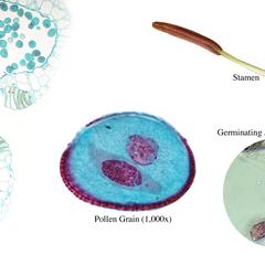 Lilium -  composite of the the microgametophyte : cross section of dehiscing anther, two-celled pollen grain, stamen, germinating pollen grain