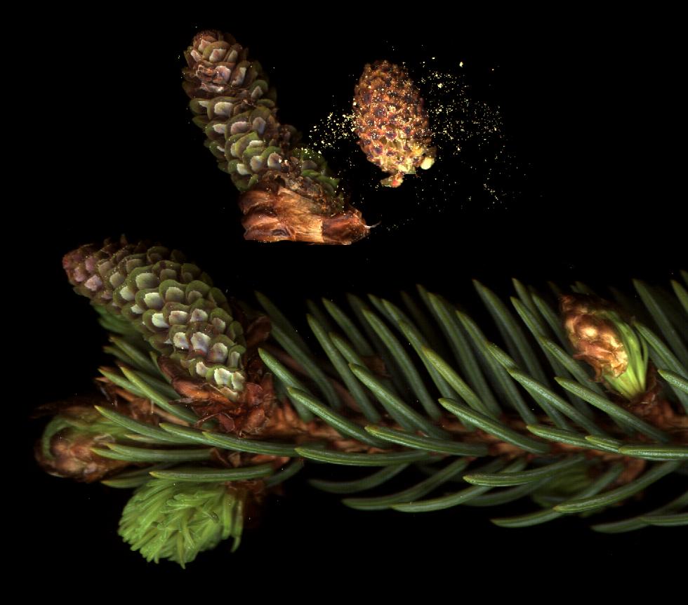 White spruce - scanned branch with young ovulate and pollencones