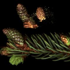White spruce - scanned branch with young ovulate and pollencones