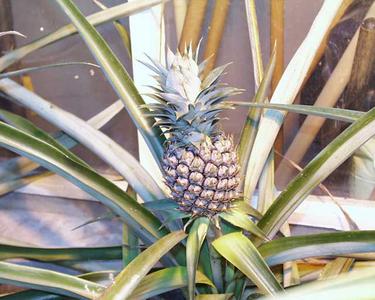 Pineapple plant with fruit