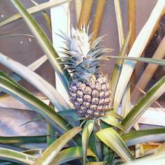 Pineapple plant with fruit