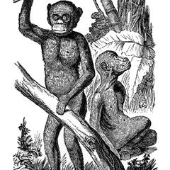 Bonobo Group Print