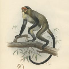 Cercopithecus Brazzae