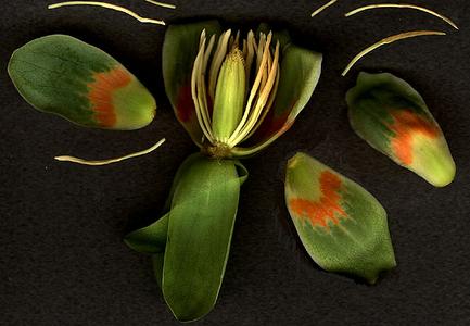 Dissected flower of Liriodendron tulipfera