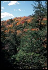 Northern upland forest in fall