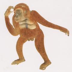 Male Orangutan Print