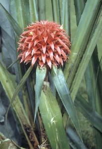 Aechmea magdalenae, a pineapple relative, Turrialba