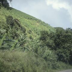 Totally denuded hills with bananas in national park!