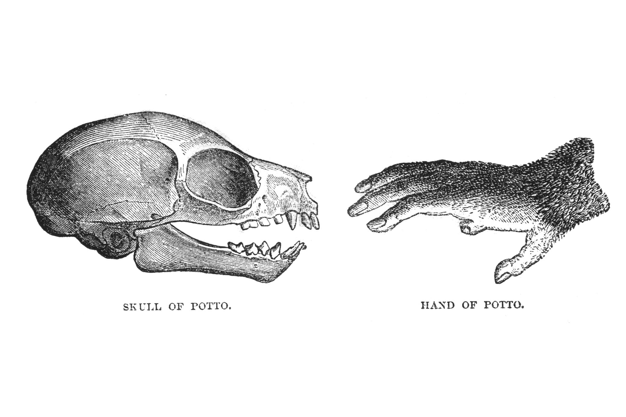 Skull of Potto and Hand of Potto