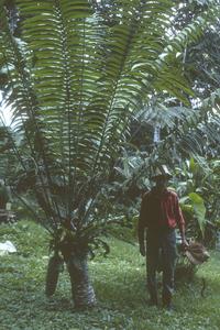 Zamia lindenii, Río Palenque Biological Station