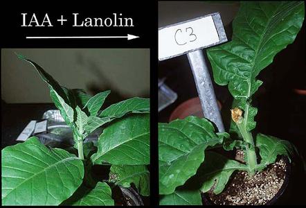 Tobacco plants 1. control with apex intact, and 2. plant with apex removed two weeks earlier treated with  IAA mixed in lanolin