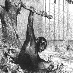 Captive Chimpanzee Print
