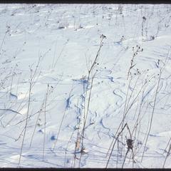 Prairie in winter, Greene Prairie, University of Wisconsin Arboretum
