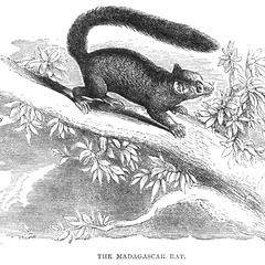 The Madagascar Rat