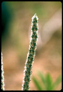 Plantago Purshii closeup