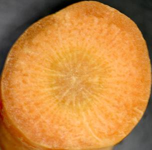 Cross section of carrot root