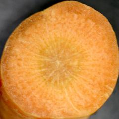 Cross section of carrot root
