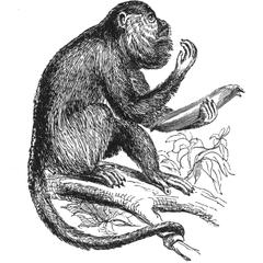 Seated Howler Monkey Print