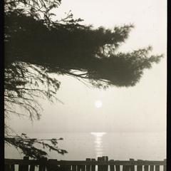 Moonlight under the pine
