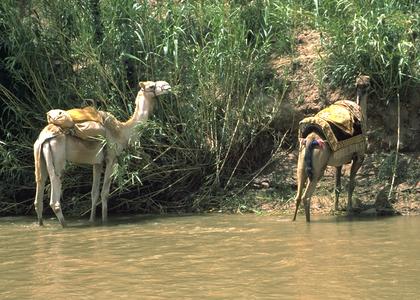 Camels Foraging by River near A∩t Benhaddou in High Atlas