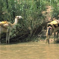 Camels Foraging by River near A∩t Benhaddou in High Atlas