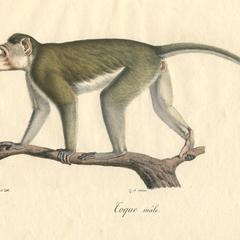 Toque Macaque Print