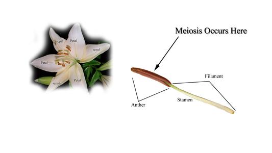 View of illustrated lily flower