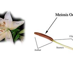 View of illustrated lily flower
