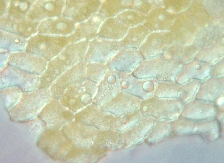 Peanut tissue with lipid droplets - unstained