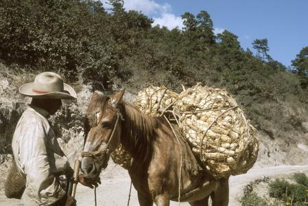 Ears of corn on horse, Las Vigas