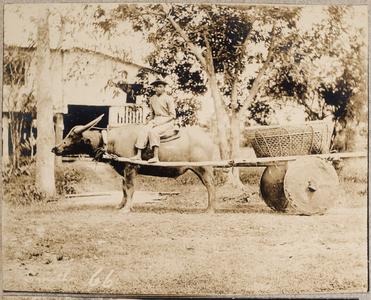 Man riding carabao