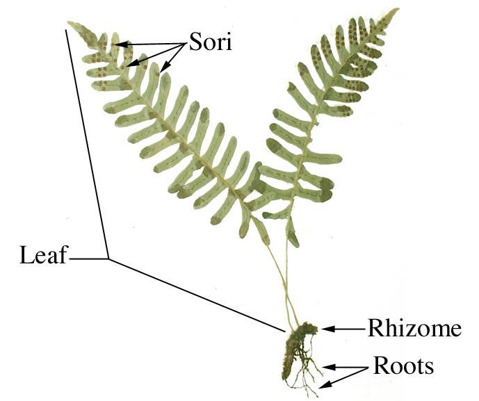 ‎Labeled fern sporophyte - UWDC - UW-Madison Libraries