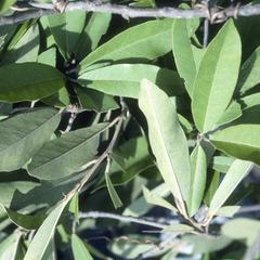 Leaves of Capparis indica above Playa Hermosa