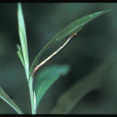 Insect larva eating a plant