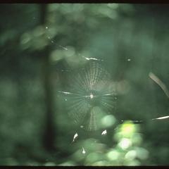 Spider web, Ridgeland