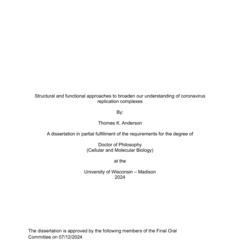 Structural and functional approaches to broaden our understanding of coronavirus replication complexes