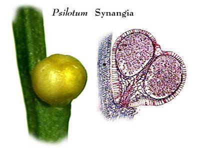 Sporangium of Psilotum